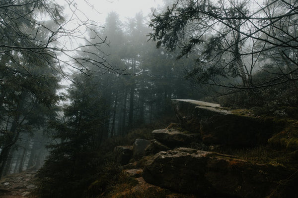 visiter-la-forêt-noire